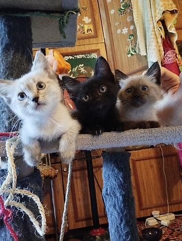 Кошки: Отдаем котят в добрые руки бесплатно — 2