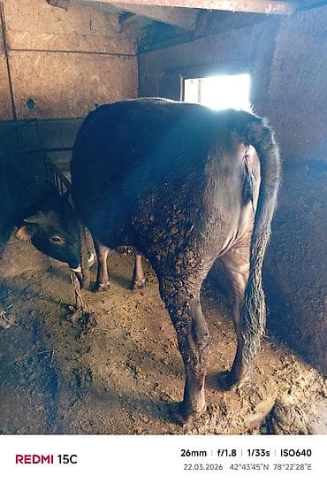 продаю тюки клевера: Продаю | Тёлка | На откорм | Привязанные — 3