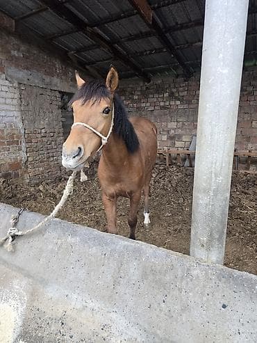 охотничый собака: Продаю | Кобыла (самка) | Полукровка | На забой | Племенные — 5