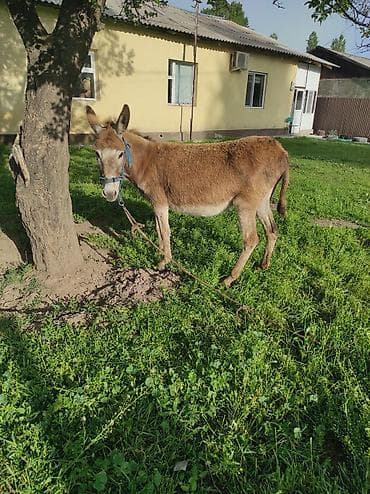 ласка животные: Осёл домашний - Вид: осёл (Equus asinus), окрас рыжевато-бурый с — 3