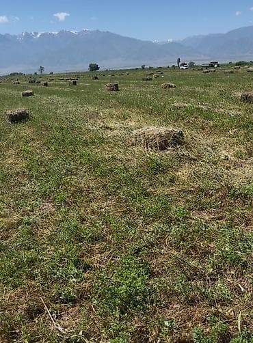 Сено в тюках, с поля - Тюковое сено с полевого луга: плотные at lalafo.kg Сено в тюках, с поля - Тюковое сено с полевого луга: плотные