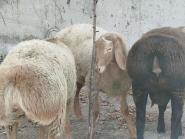 продаю немецкую овчарку: Продаю | Баран (самец) | Арашан | Для разведения | Племенные, Осеменитель — 9