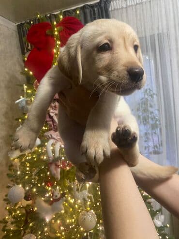 акустические системы teac колонка в виде собак: Лабрадор-ретривер, 1 месяц, Самка — 2