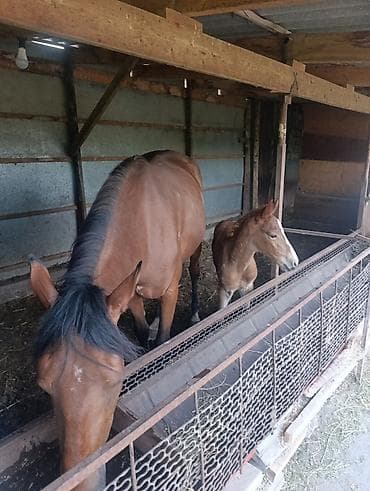 купить щенка французского бульдога: Продаю | Кобыла (самка) | Английская | Для разведения | Племенные — 6