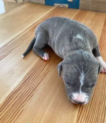 отдам даром питбуль: Питбуль, 1 айлык, Эркек — 4