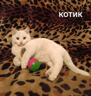 Срочно отдаю в добрые руки! Кошечка возраст 3- 3,5 месяца,к лотку at lalafo.kg Срочно отдаю в добрые руки! Кошечка возраст 3- 3,5 месяца,к лотку