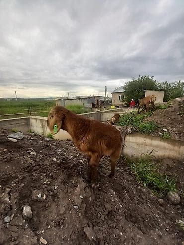 овцы гиссары: Продаю | Ягненок | Арашан — 8