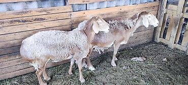Продам с/х животных: Продаю | Овца (самка) | Арашан | Для разведения | Матка — 1