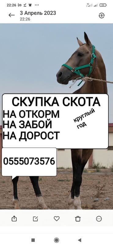 продажа щенков немецкой овчарки с документами в бишкеке: Куплю | Лошади, кони, Коровы, быки | Круглосуточно, Любое состояние, Забитый — 1