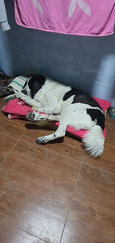 як собака: Вязка: Алабай, Самец, 2 года, С прививкой, С родословной — 7