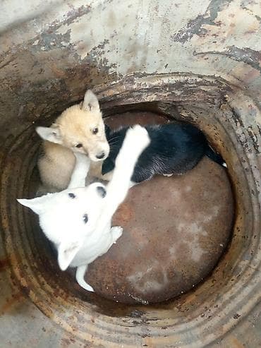 белый шпиц цена: Дворняжка, 2 месяца, Самец, С прививкой — 1