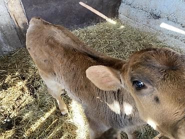 бычок бык: Продаю | Бык (самец) | Швицкая | На откорм | Привязанные — 4