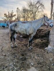 купить рабочую охотничью собаку: Сатам | Жылкы (эркек) | Жумушка — 1