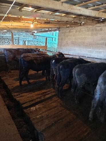 заберу собаку: Эркек торпактор сатылат — 5