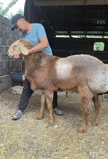 ящик аары: Сатам | Ургаачы кой (ургаачы) | Көбөйтүү үчүн | Асыл тукумдуу — 5