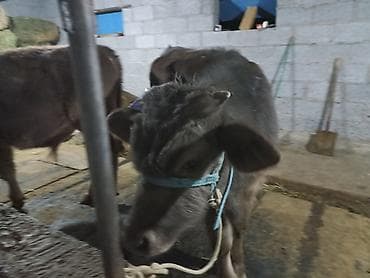 коты бишкек: Продаются бычки 90тысяч,100тысяч порода Швиц — 2