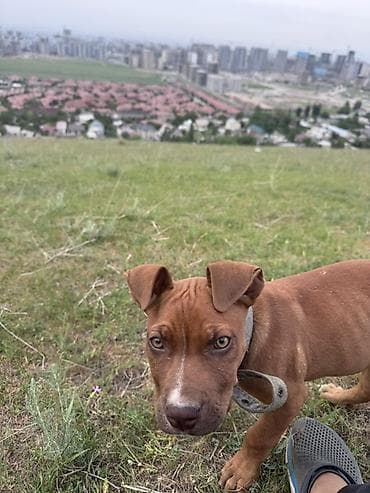 Щенок среднего размера, короткошёрстный. Окрас рыжий (reddish-brown) с at lalafo.kg Щенок среднего размера, короткошёрстный. Окрас рыжий (reddish-brown) с