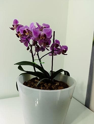 обувь ручной работы бишкек: Фаленопсис в горшкена всех вото 4 горшочных цветка. каждое растение по — 2
