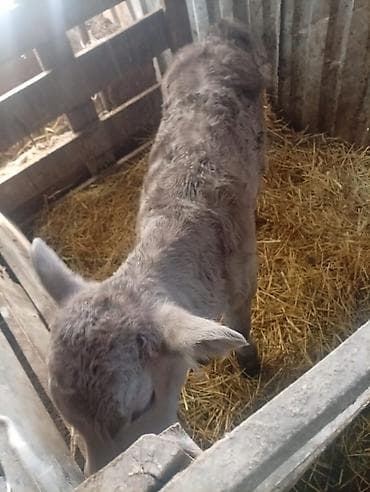 уй коровы: Продаю | Тёлка | На откорм — 1