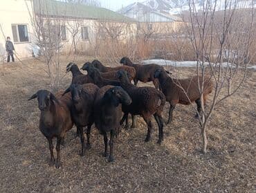 где купить кошку в бишкеке: Продаю | Ягненок | Гиссарская | Для разведения | Ярка — 2