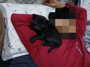 бишон фризе собака: Мопс, 4 месяца, Самка, С родословной — 1