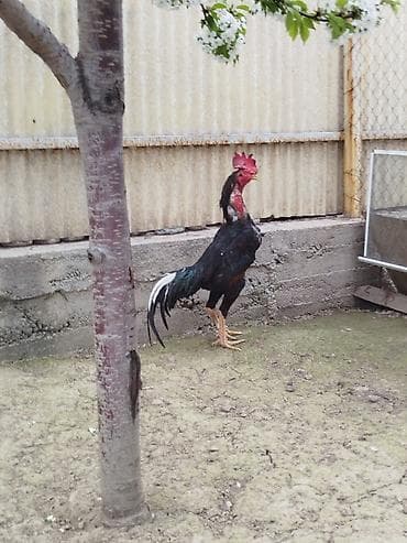 отдам даром попугая жако: Дакан короздор сатылат активный алмашу жолдору бар жемге жугоруго — 2