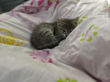 шотландская кошка бишкек: 3 месяца, Мальчик — 4