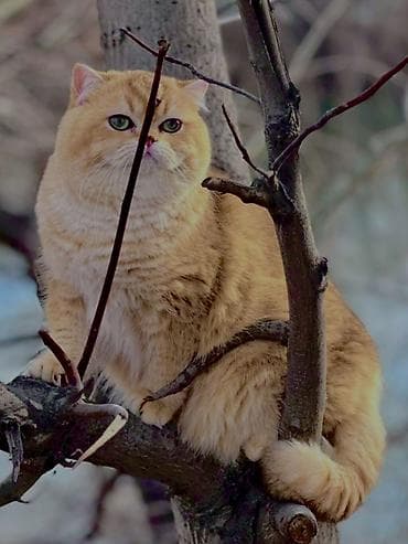 продать животных: ✨ британские котята золотистой шиншиллы в поисках дома! ✨ наши малыши — 1