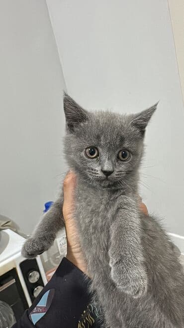 домик для кошки на улицу: Шотландский котенок ( девочка) 7 недель. К лотку приучены. Две — 2