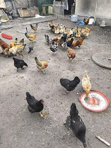 Продаю | Куры | Домашняя | Для разведения