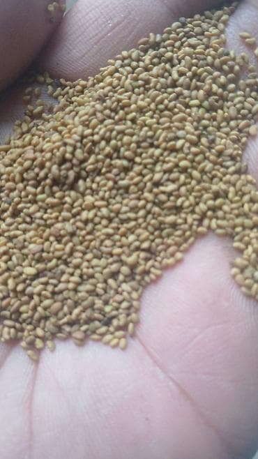 швабра с отжимом бишкек: Семена кормовых растений: Клевер, Самовывоз, Платная доставка — 1