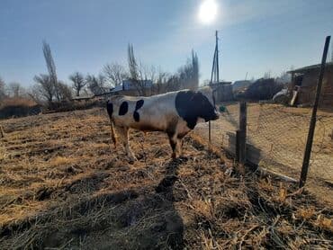 щенки стаффордширского терьера купить: Продаю | Бык (самец) | Голштин | Для разведения | Племенные — 6