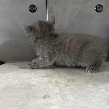 Котята, домашние, короткошёрстные. Отдадим в добрые руки котят! — 4