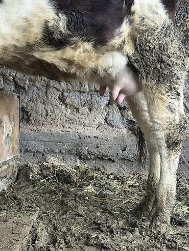 Продаю | Тёлка | Для разведения | Нетель