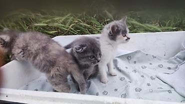 цена шотландской вислоухой кошки: Продаютя шотландские вислоухие котята (скоттиш фолд и страйт). Мама — 8