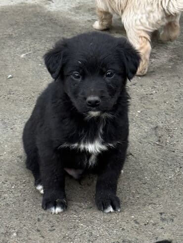 пес по имени мани: Щенята в добрые и заботливые руки Возраст — 1 месяц. Всего 6 — 3