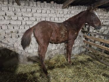 Собаки: Продаю | Жеребенок | Конный спорт — 5