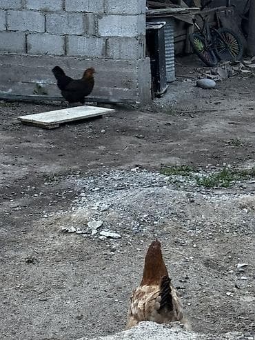 лоток для инкубатор: Продаю | Куры, Петух — 1