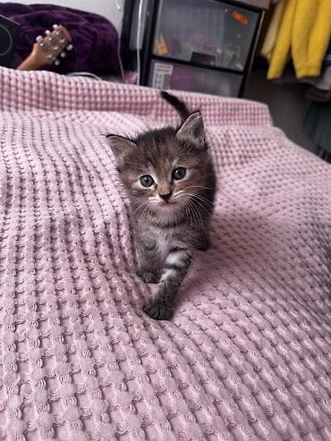 кошки на обувь: Беспородная, 2 месяца, Мальчик, Биколор, Приучена к лотку — 1