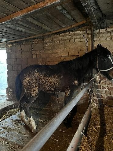 лошадь конь: Продаю | Жеребенок | Для разведения — 6