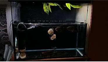 Продаю аквариум на 160литров с рыбками 4 астранотуса 1 сапсировый