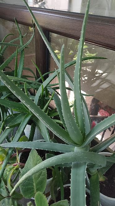 фиалку: Фиалки (сенполии) и герань (пеларгония) в горшках — комнатные цветущие — 9