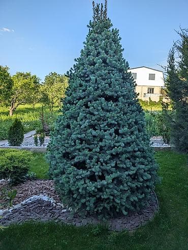 уй емеректер: Голубая ель (Picea pungens ‘Glauca’) — сформированное конусовидное — 3