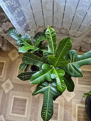 декабрист цветок цена: Продаётся Кротон.Цена 2 000 сом.Бишкек.Самовывоз. К.т. 0-555 812-987 — 1