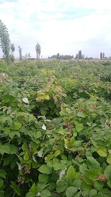 пошив верхней одежды: Саженцы малины. Малинанын көчөтү. Сорт местный. Бешинчи жылы. Өзүңөр — 2