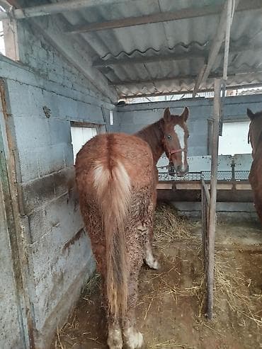 лошадь: Продаю | Жеребенок | Рабочий — 6