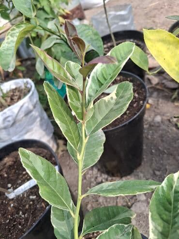 веник с совком цена бишкек: Лимон,Пинк Эврика"" — 3