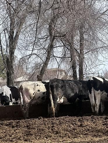 дратхаар бишкек: Сатам | Уй (ургаачы) | Голштин | Сүт алуу үчүн | Асыл тукумдуу — 6