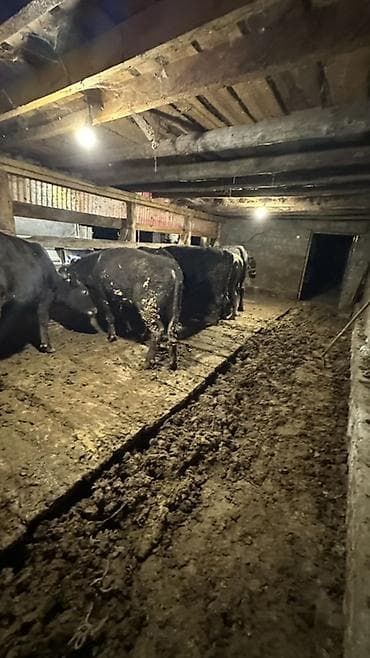 куплю силос кукурузный: Продаю | Бык (самец) | Ангус — 5