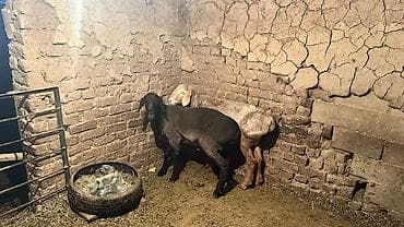 порода комару: Продаю | Овца (самка) | Для разведения | Племенные — 6